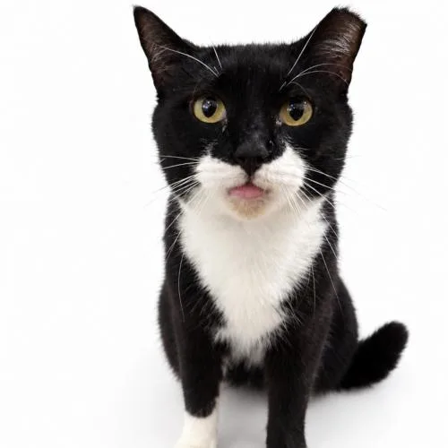 A young medium-sized male Black & White / Tuxedo Domestic Short Hair cat named Ron H for adoption in Tampa, FL