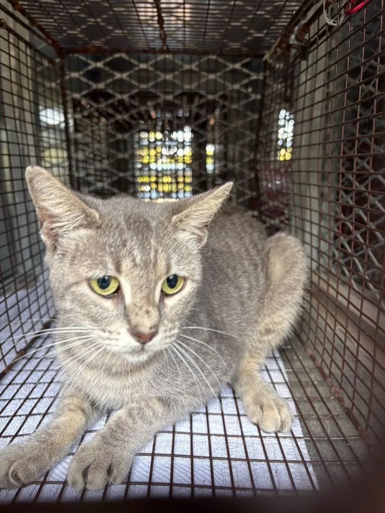A young medium-sized male Domestic Short Hair cat named Squire for adoption in New Braunfels, TX