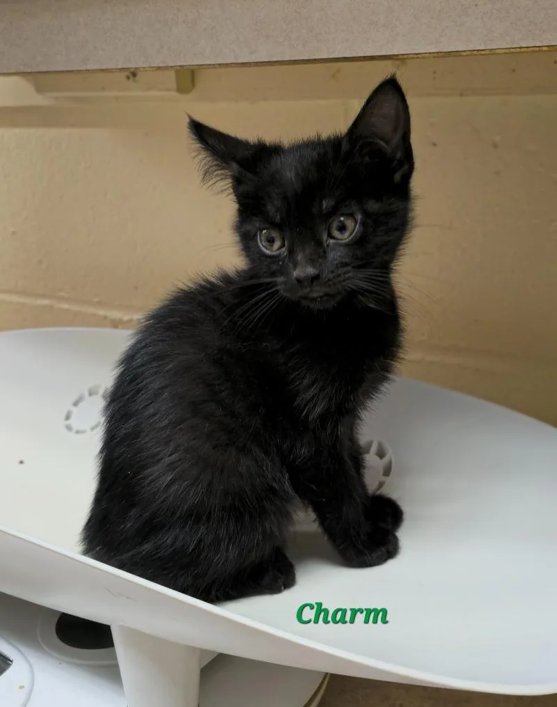 A baby medium-sized female Domestic Short Hair cat named Charm for adoption in Cedar Rapids, IA