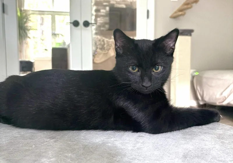A baby medium-sized male Black Domestic Short Hair cat named Nero for adoption in Leesburg, VA