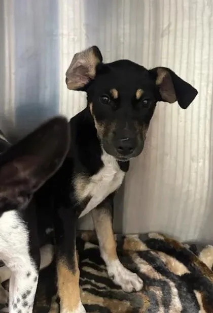 A young small-sized female Mixed Breed dog named Lady Gaga for adoption in Atlanta, GA