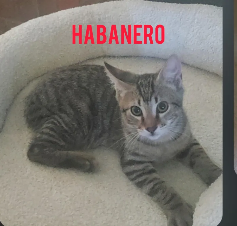 A baby medium-sized male Tabby (Gray / Blue / Silver) American Shorthair cat named Habanero for adoption in Shrewsbury, MA