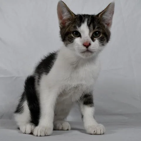 A baby small-sized male Brown / Chocolate Domestic Short Hair cat named Ash for adoption in Johnson City, TN