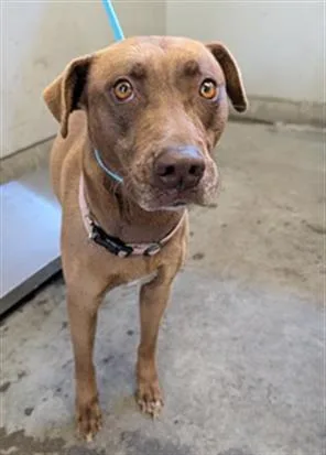 A young medium-sized female Pit Bull Terrier dog named Hanna for adoption in Camarillo, CA