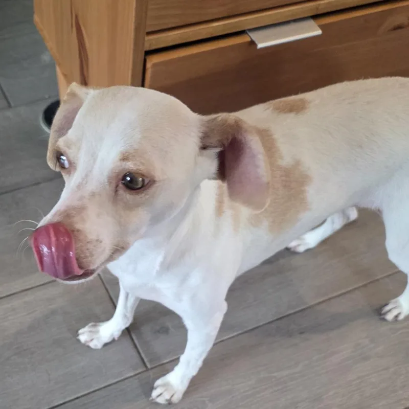An adult small-sized female White / Cream Terrier dog named Shelly for adoption in Bastrop, TX