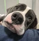 An adult large-sized male White / Cream Mixed Breed dog named Doodle for adoption in Lansing, MI