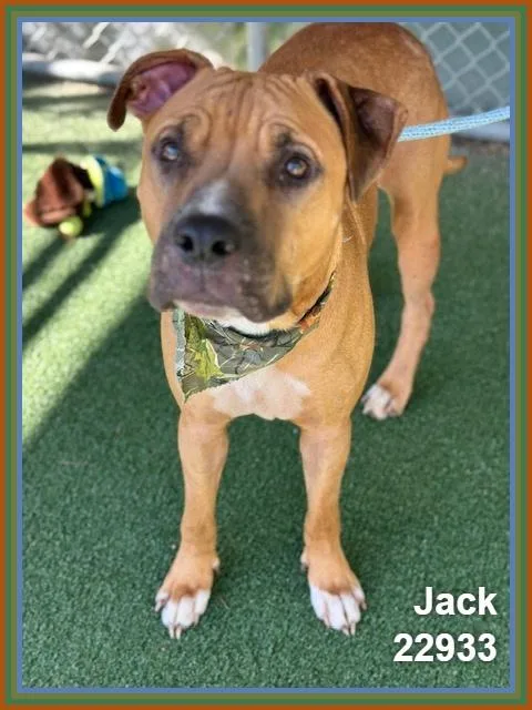 An adult large-sized male Pit Bull Terrier dog named Jack for adoption in Marietta, GA
