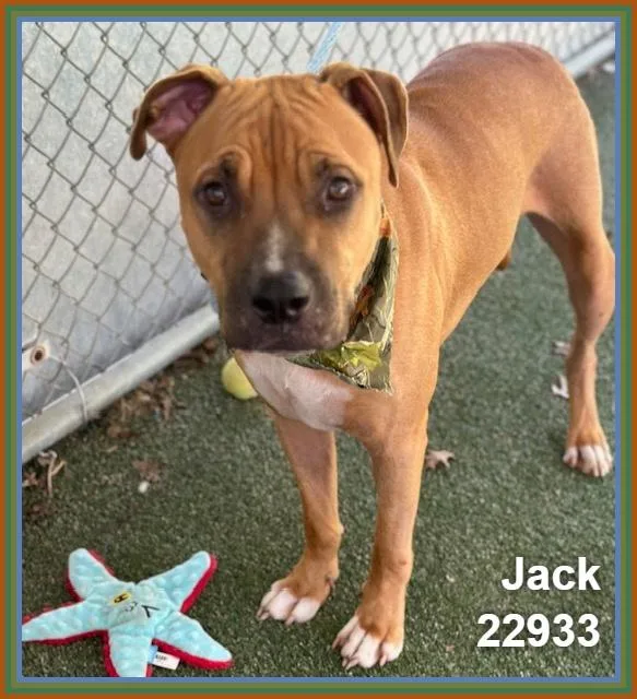 Jack thumbnail 2