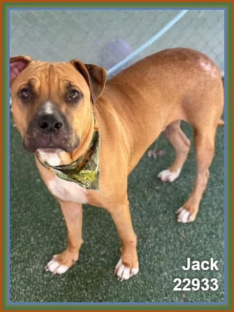Jack thumbnail 3