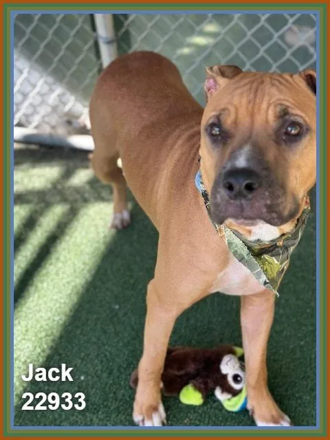 Jack thumbnail 4