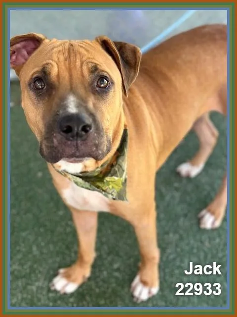Jack thumbnail 5