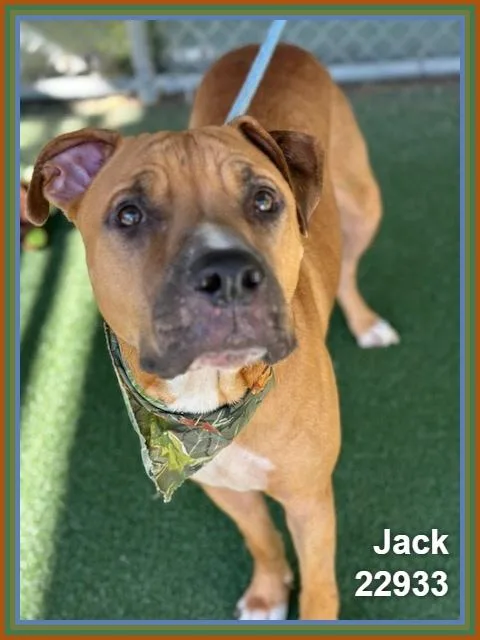 Jack thumbnail 6