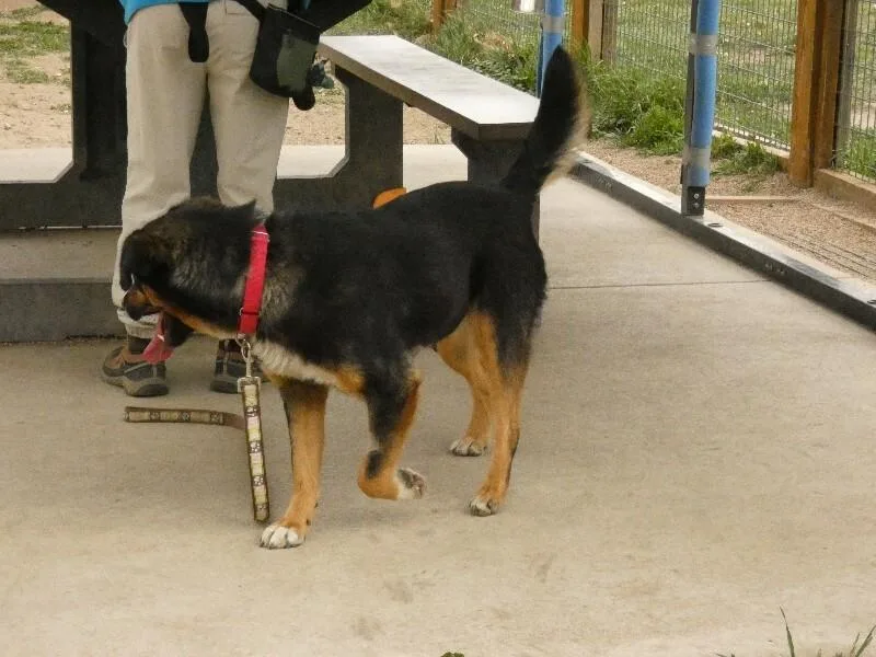 An adult medium-sized female Yellow / Tan / Blond / Fawn Mixed Breed dog named Towa for adoption in Fort Collins, CO