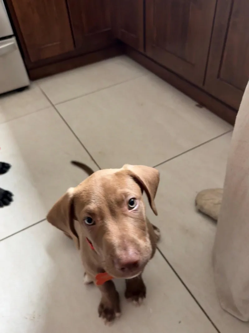 Remus