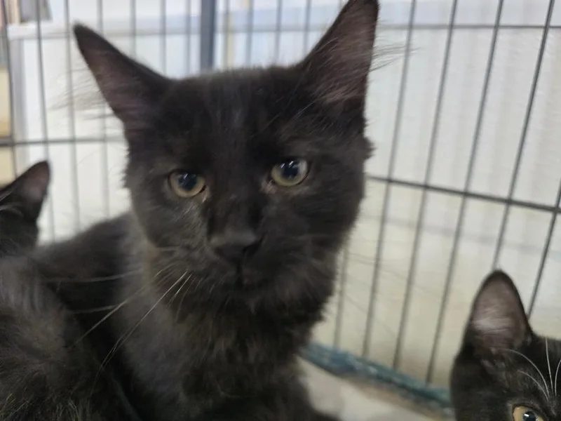 A baby small-sized male Domestic Short Hair cat named Rolo for adoption in Southbury, CT