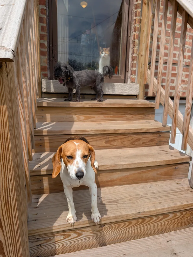 An adult medium-sized female Tricolor (Brown, Black, & White) Beagle dog named Juniper for adoption in Oak Forest, IL