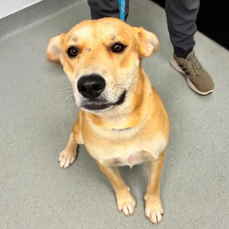 An adult medium-sized female Labrador Retriever dog named Biscotti for adoption in Abilene, TX