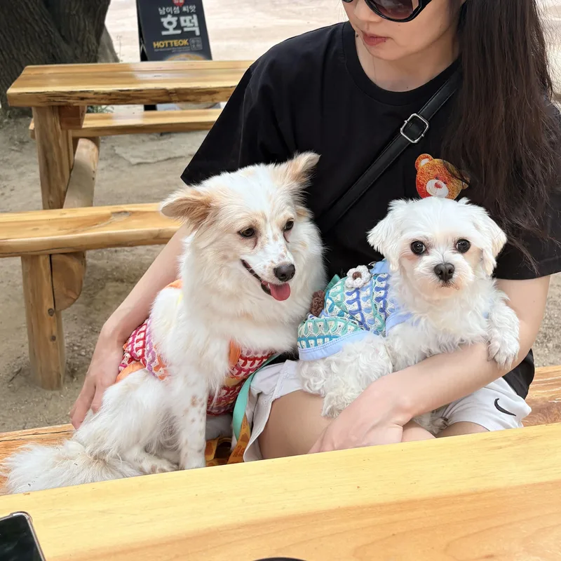 An adult small-sized male Maltese dog named Bonded Pair  Louis for adoption in DANVERS, MA