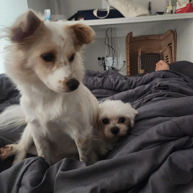 Bonded Pair  Louis thumbnail 5