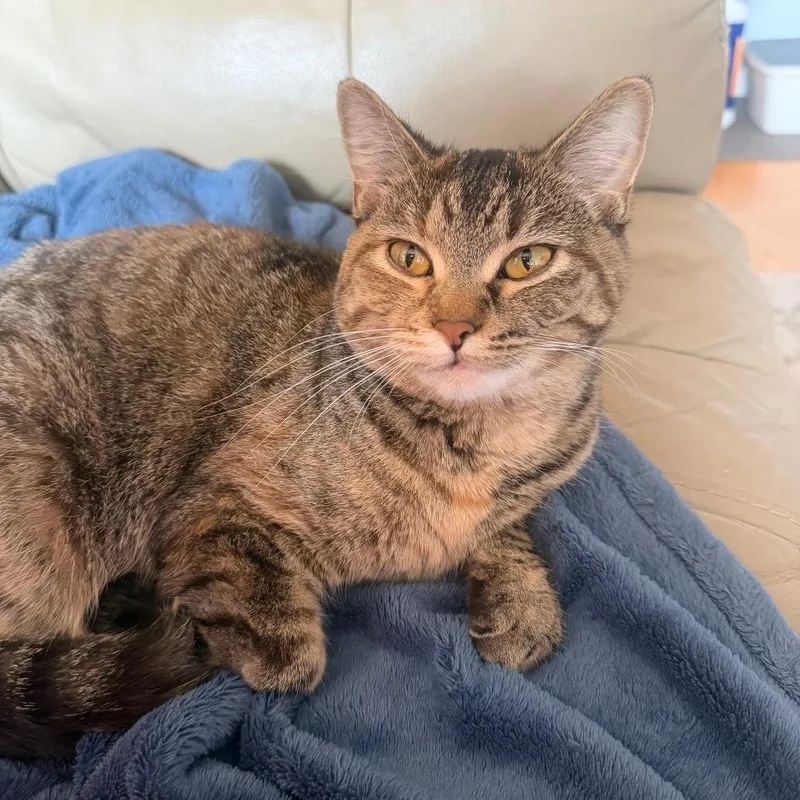 An adult medium-sized female Torbie Domestic Short Hair cat named Tapioca for adoption in Evanston, IL