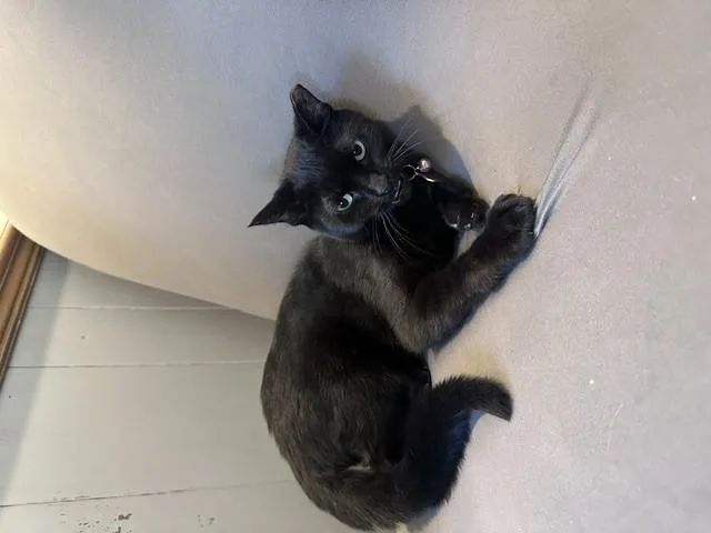 A young medium-sized female Black Domestic Short Hair cat named Licorice for adoption in Frostproof, FL