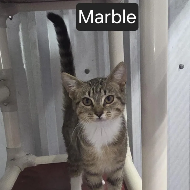 A young medium-sized female Tabby (Gray / Blue / Silver) Domestic Short Hair cat named Marble for adoption in SNOW HILL, NC
