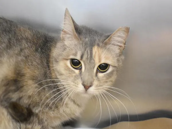 A young small-sized female Domestic Short Hair cat named Berry for adoption in Portland, OR