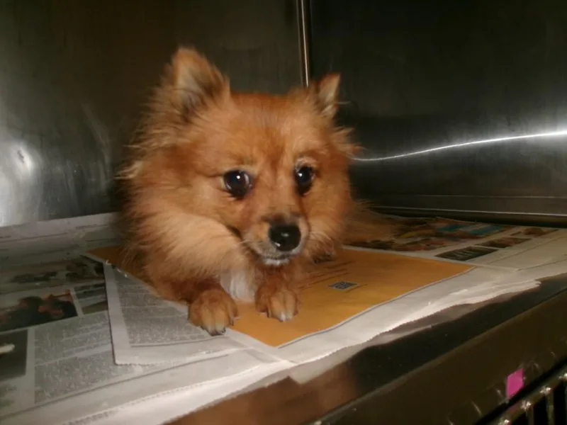 An adult small-sized male Pomeranian dog named Lucky for adoption in Van Nuys, CA