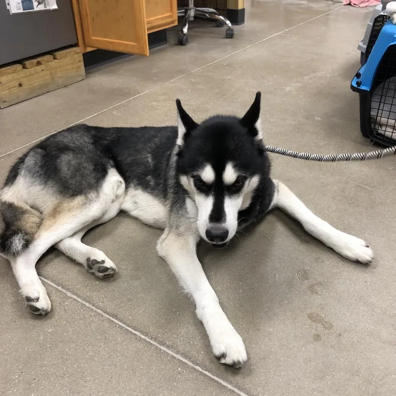 An adult medium-sized male Husky dog named YORKStray for adoption in York, PA