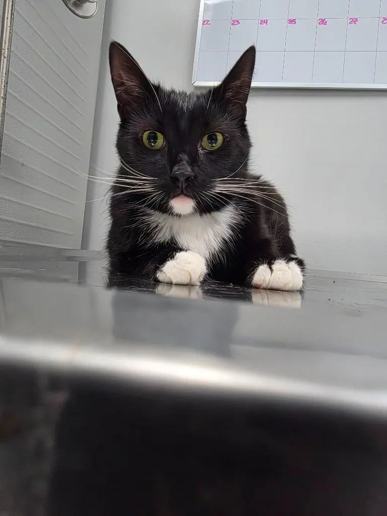 An adult small-sized male Domestic Short Hair cat named Tux for adoption in Angola, IN