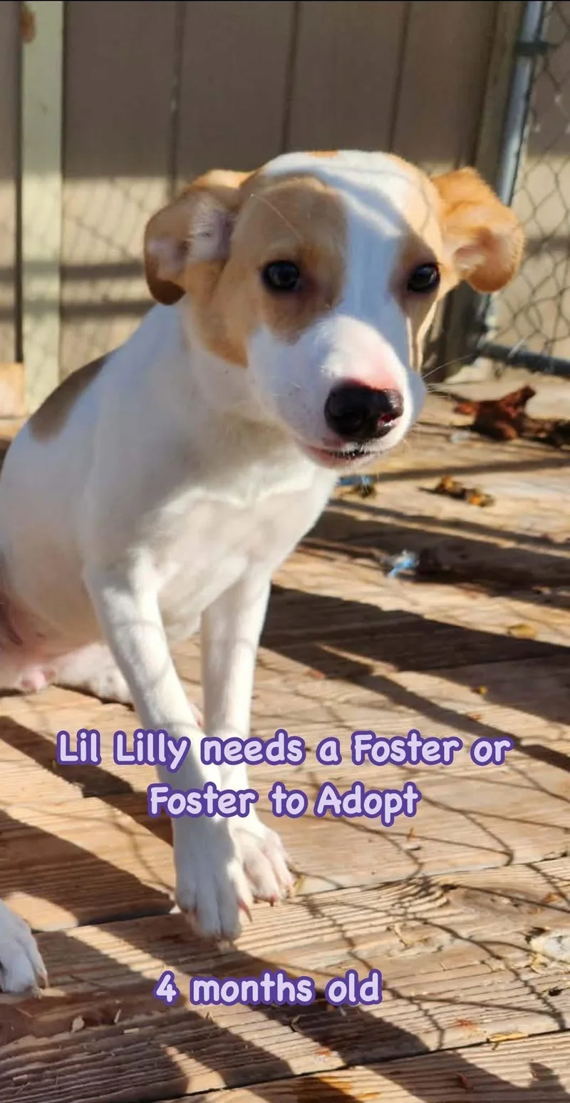 A baby small-sized female Apricot / Beige Jack Russell Terrier dog named Lilly for adoption in Woodbury, NJ