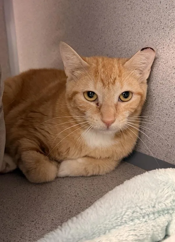 An adult medium-sized female Domestic Short Hair cat named Sunkist for adoption in Canton, GA