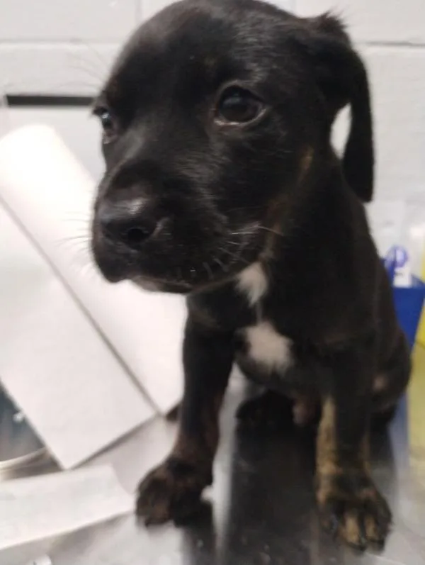 A young small-sized male Labrador Retriever dog named Stewie for adoption in Mobile, AL