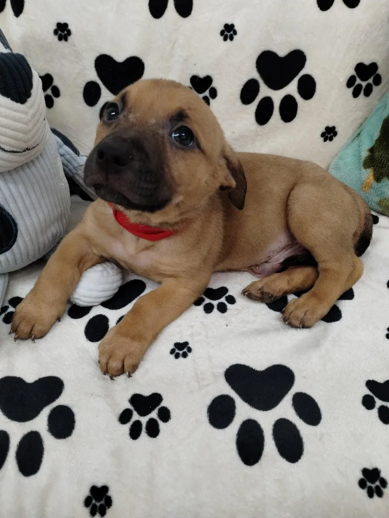 A baby medium-sized male Mixed Breed dog named Snoop for adoption in York, SC