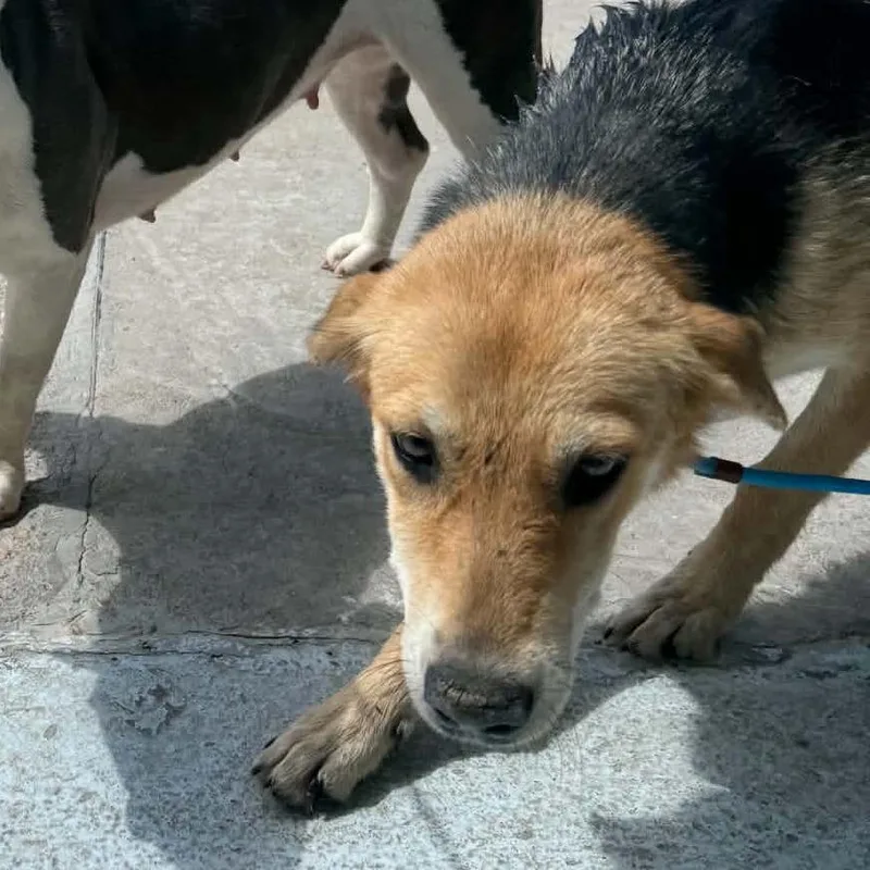 A young medium-sized female Brown / Chocolate Coonhound dog named Quinn for adoption in Bastrop, TX