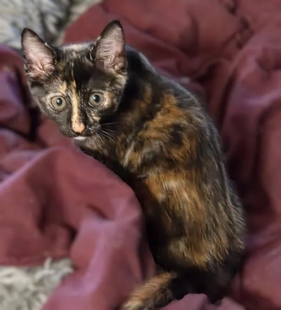 A baby small-sized female Domestic Short Hair cat named Saffron for adoption in Sacramento, CA