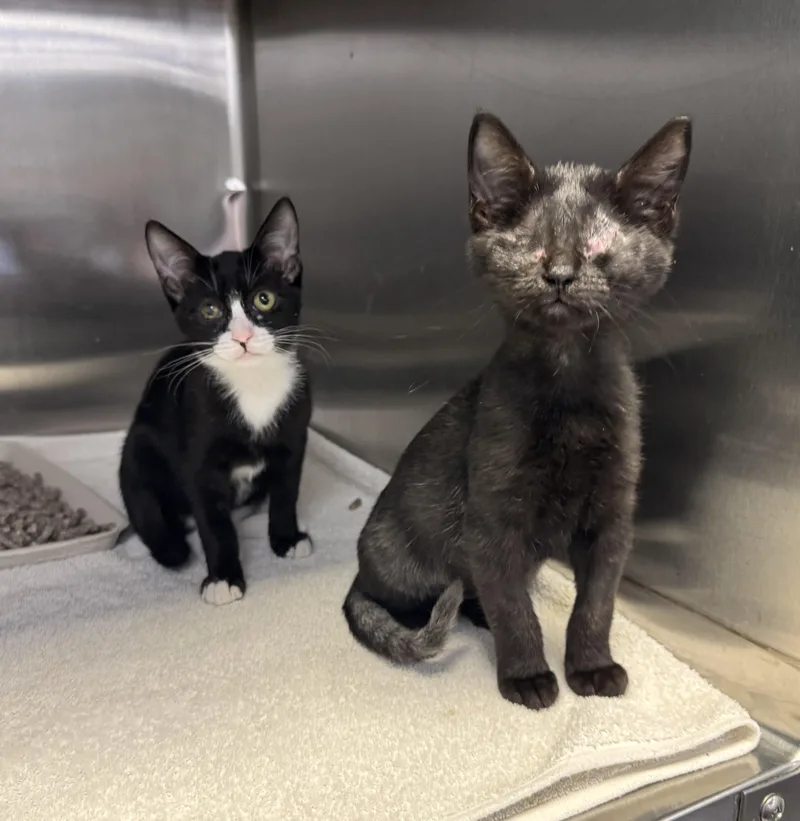 A baby medium-sized female Black Domestic Short Hair cat named Googles and Suites for adoption in Savannah, GA