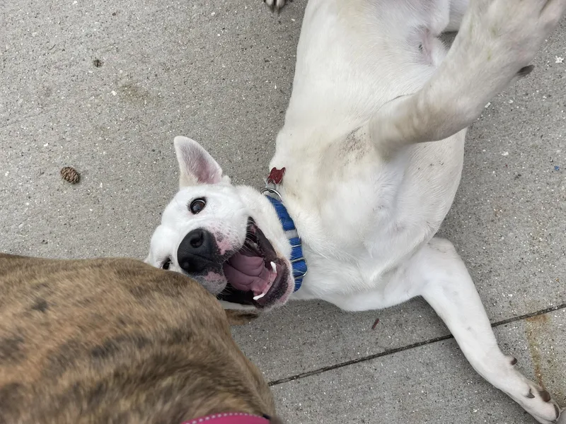 An adult medium-sized male White / Cream Labrador Retriever dog named Cole for adoption in Clinton, WI