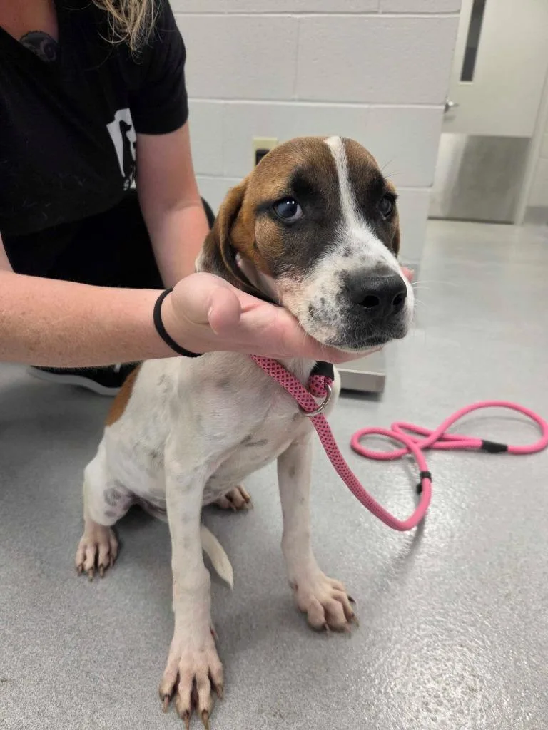A baby medium-sized male Mixed Breed dog named Mr Krabs for adoption in Chillicothe, OH