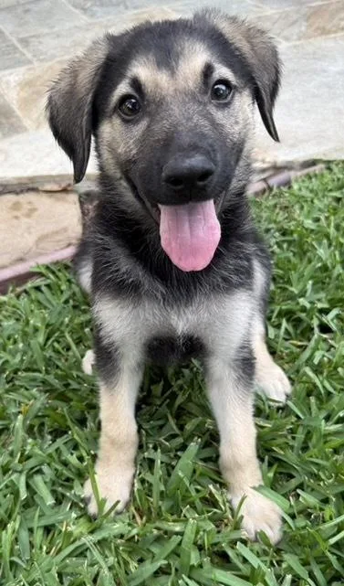 A baby large-sized female Brown / Chocolate Australian Shepherd dog named Eleanor for adoption in Sedalia, CO