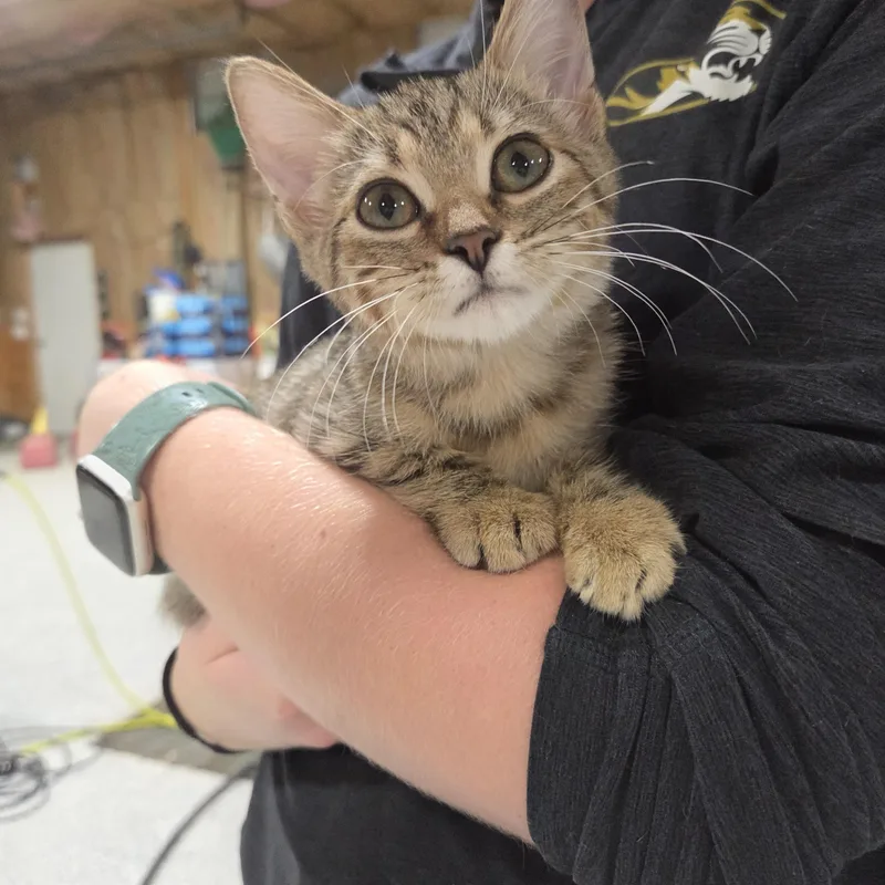 A baby small-sized female Brown / Chocolate Domestic Short Hair cat named Gypsy for adoption in Columbia, MO