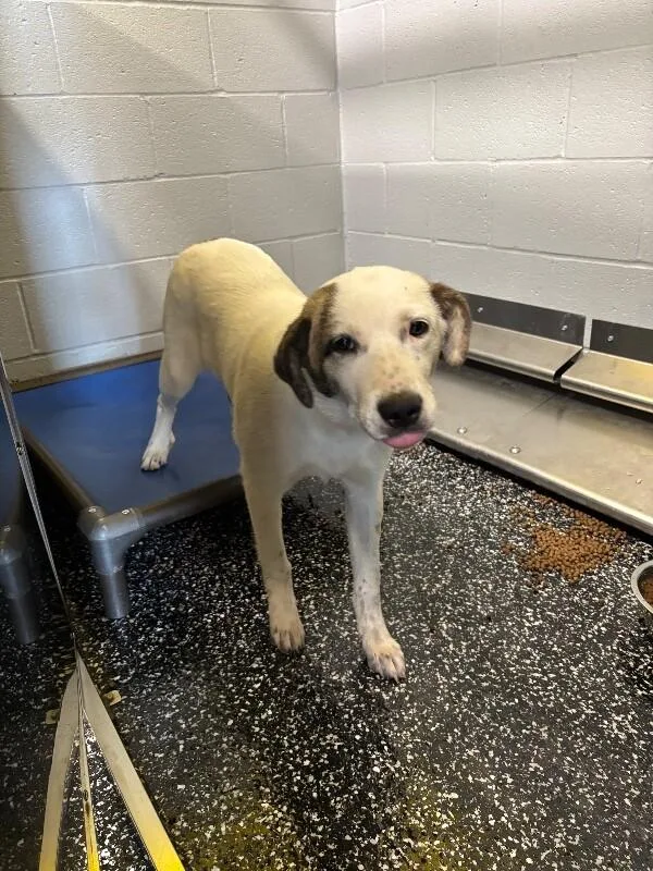 A young medium-sized female White / Cream Great Pyrenees dog named Ariana for adoption in Jackson, TN