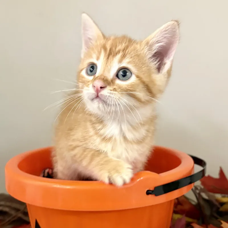 A baby medium-sized male Tabby (Orange / Red) Domestic Short Hair cat named Treat for adoption in Charles City, IA