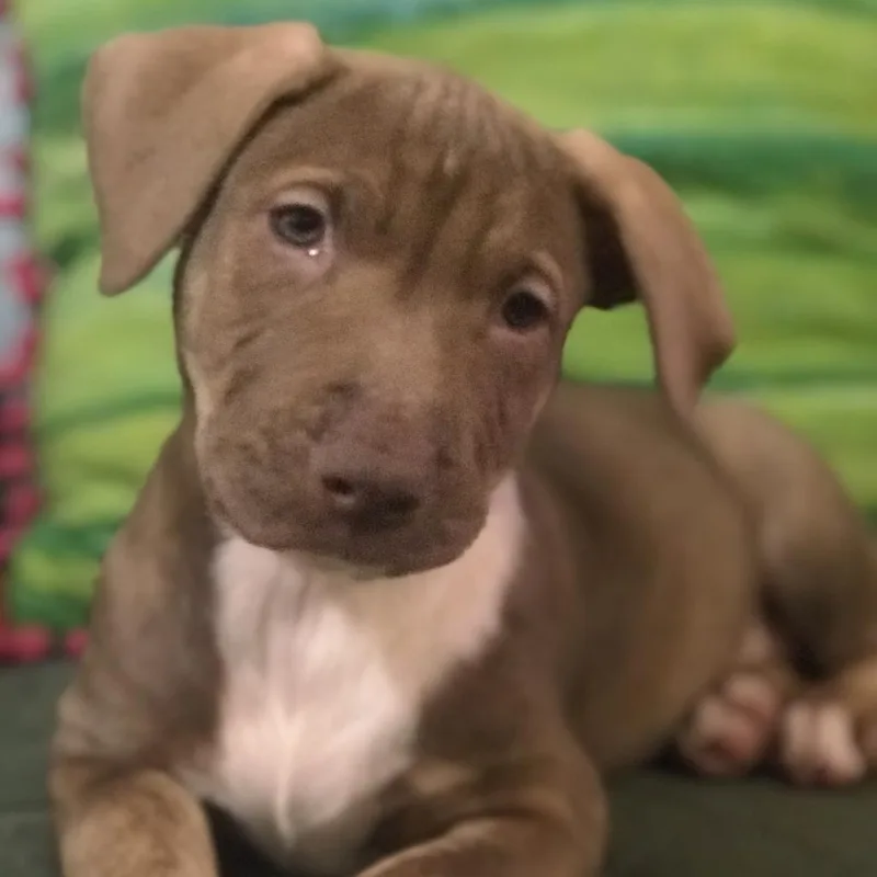 An adult large-sized female Yellow / Tan / Blond / Fawn German Shepherd Dog dog named Gypsy for adoption in Tyrone, GA