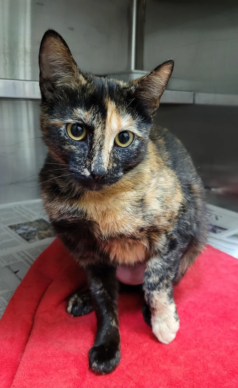 A young small-sized female Domestic Short Hair cat named Jolene for adoption in Los Angeles, CA