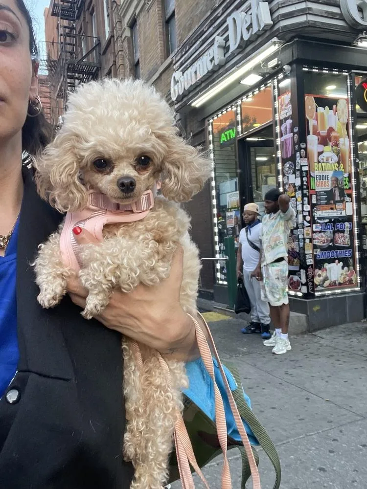 An adult small-sized female White / Cream Poodle dog named Von Puffer for adoption in New York, NY