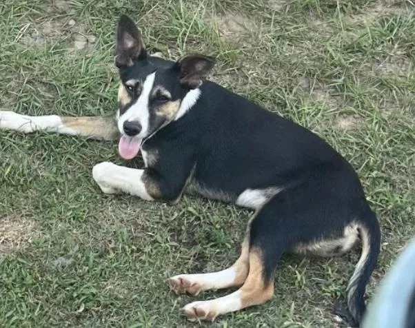 A young medium-sized male Shepherd dog named Bob for adoption in Zimmerman, MN
