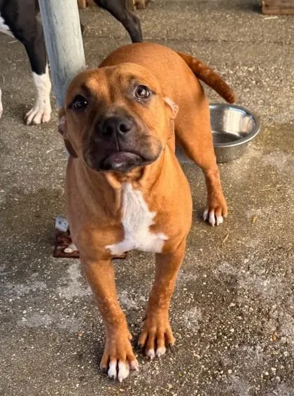 A young medium-sized female Hound dog named Cukela for adoption in Madison, NJ