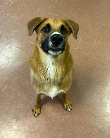 A young large-sized male Tricolor (Brown, Black, & White) Anatolian Shepherd dog named Mac for adoption in Rapid City, SD