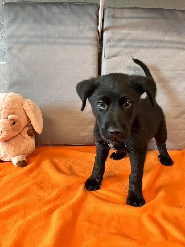 A young medium-sized male Black Mixed Breed dog named Phaeton for adoption in Jackson, TN